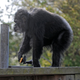 Cobby playing with pumpkins during the San Francisco Zoo’s ‘Boo at the Zoo’ Halloween celebration, in a photo taken in October 2019.